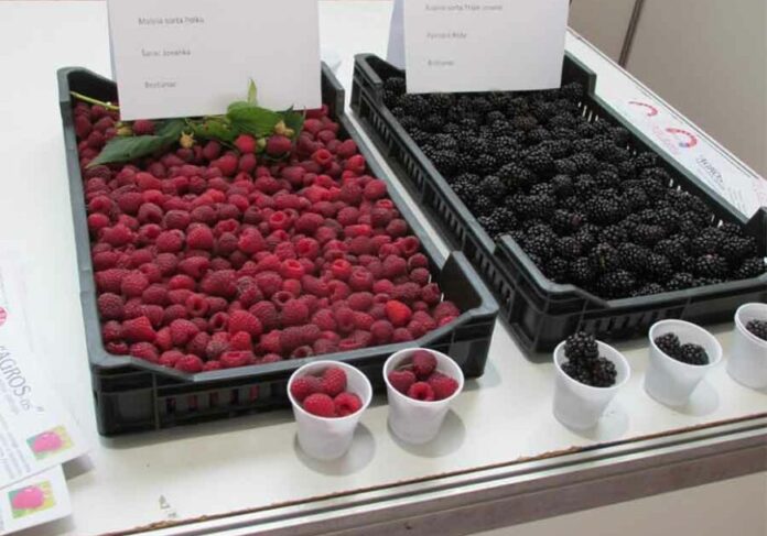 Malina razočarala, nova zvijezda je borovnica: Uzgoj jagodičastog voća u Srpskoj, UNOSAN POSAO ili ZAMKA ZA NAIVNE