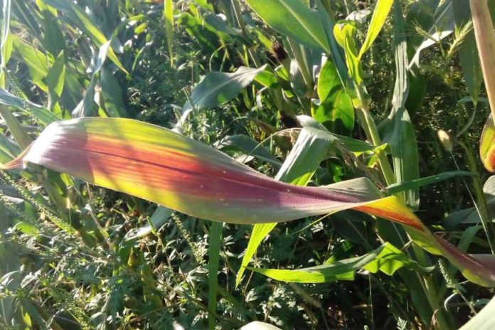 U Semberiji poljoprivrednici u problemu sa oboljenjem "crvenilo kukuruza"