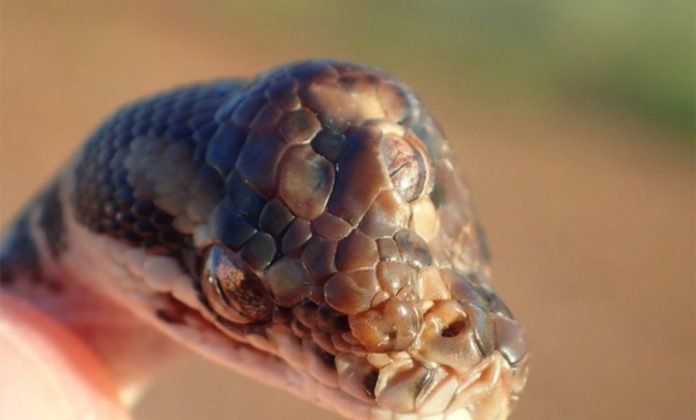 1556795044-trooka-zmija-pronadjena-na-australijskom-tlu-foto