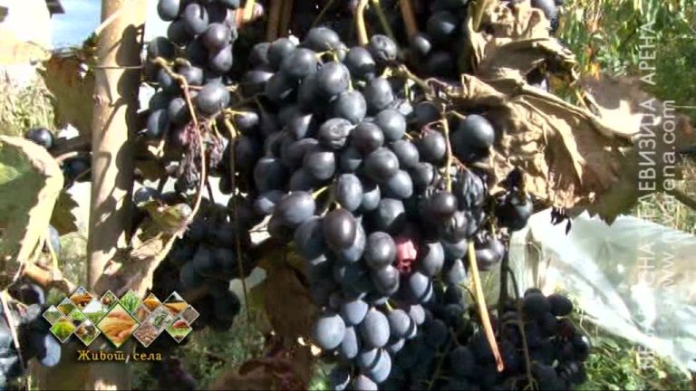 Odličan rod grožđa u Semberiji – počeli jesenji radovi u voćnjacima /VIDEO/