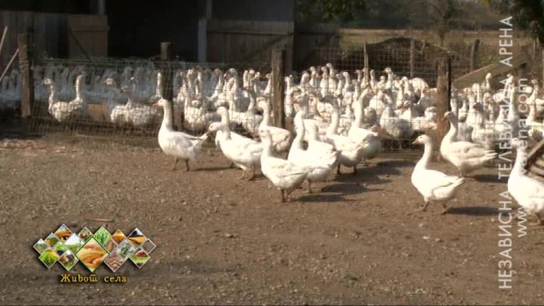 Nesiguran plasman guščijeg mesa sputava širenje proizvodnje na najvećoj farmi gusaka u BiH /VIDEO/