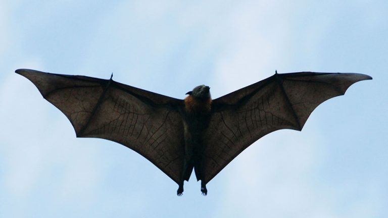 Upozorenje u BiH: Lete šišmiši, smanjite brzinu!