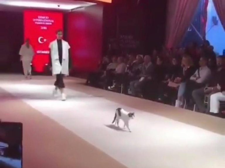 TAKO SE TO RADI Maca upala na modnu reviju, PROŠETALA PISTOM i napravila haos (VIDEO)