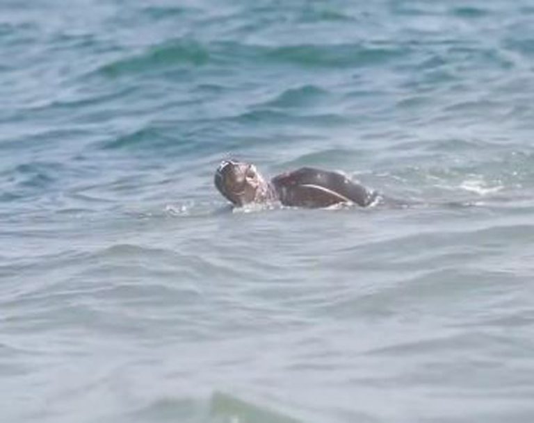 TRIJUMF BRITANSKOG PUSTOLOVA Preplivao skoro 3.000 kilometara bez odmora na kopnu (VIDEO)