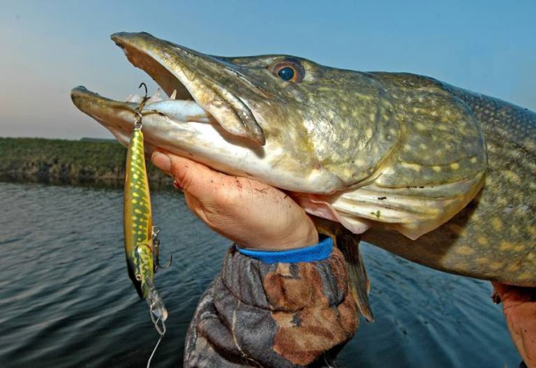 STRASTVENI RIBOLOVAC I U OSMOJ DECENIJI Mlađo Savić iz Laktaša ulovio štuku od 8,5 kilograma