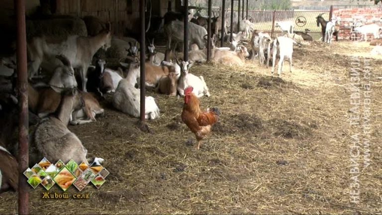 Jankovići u Ljeskovcu se pored kozarstva prihvatili i uzgoja zahtjevne crvene paprike /VIDEO/