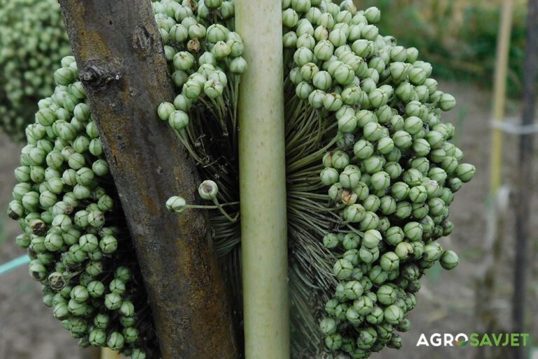 AGRO SAVJET: Uzgoj vlastitog sjemenja luka – Tajne uspješnog uzgoja i skladištenja