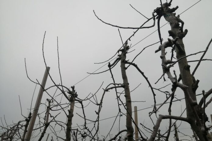 vocnjak zima voce cokot