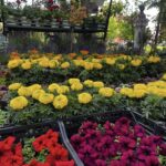 502688999 1288347156630379 4043177969413098188 n