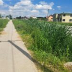 hase pjesacka staza trava2 1