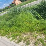 hase pjesacka staza trava3