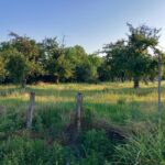 13 prostor skolskog dvorista na kojem je obecan novi vocnjak