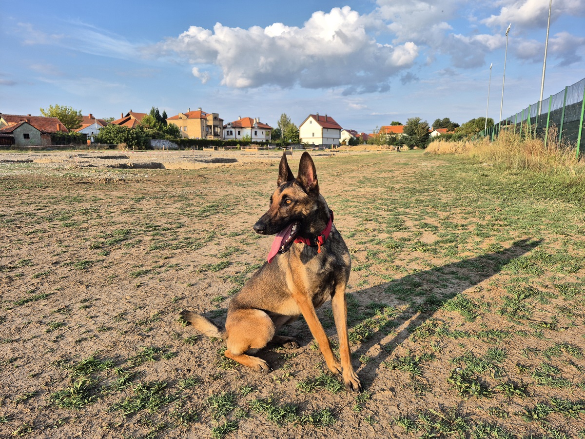Istorijski uspjeh GSS Bijeljina – " KIA" prvi IRO/FCI licencirani potražni pas u Republici Srpskoj (foto) 9 kia pas gss bijeljina