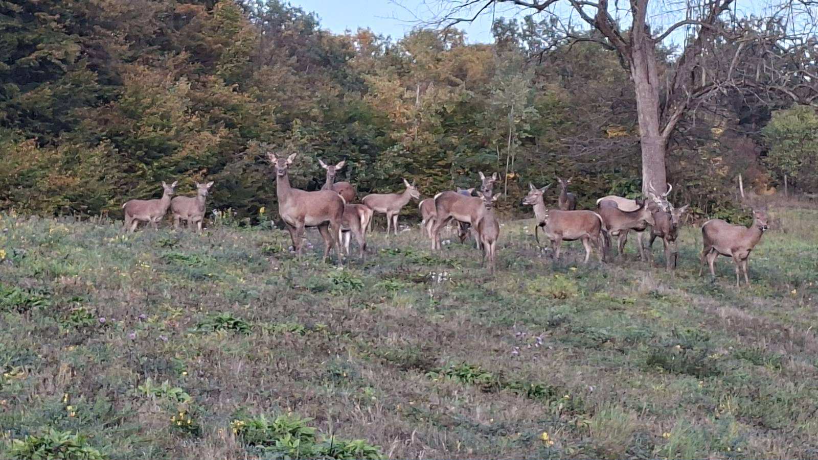 Majevica ponovo bogata jelenima – godinu dana od uspješnog povratka plemenite divljači (foto) 5 jeleni majevica1
