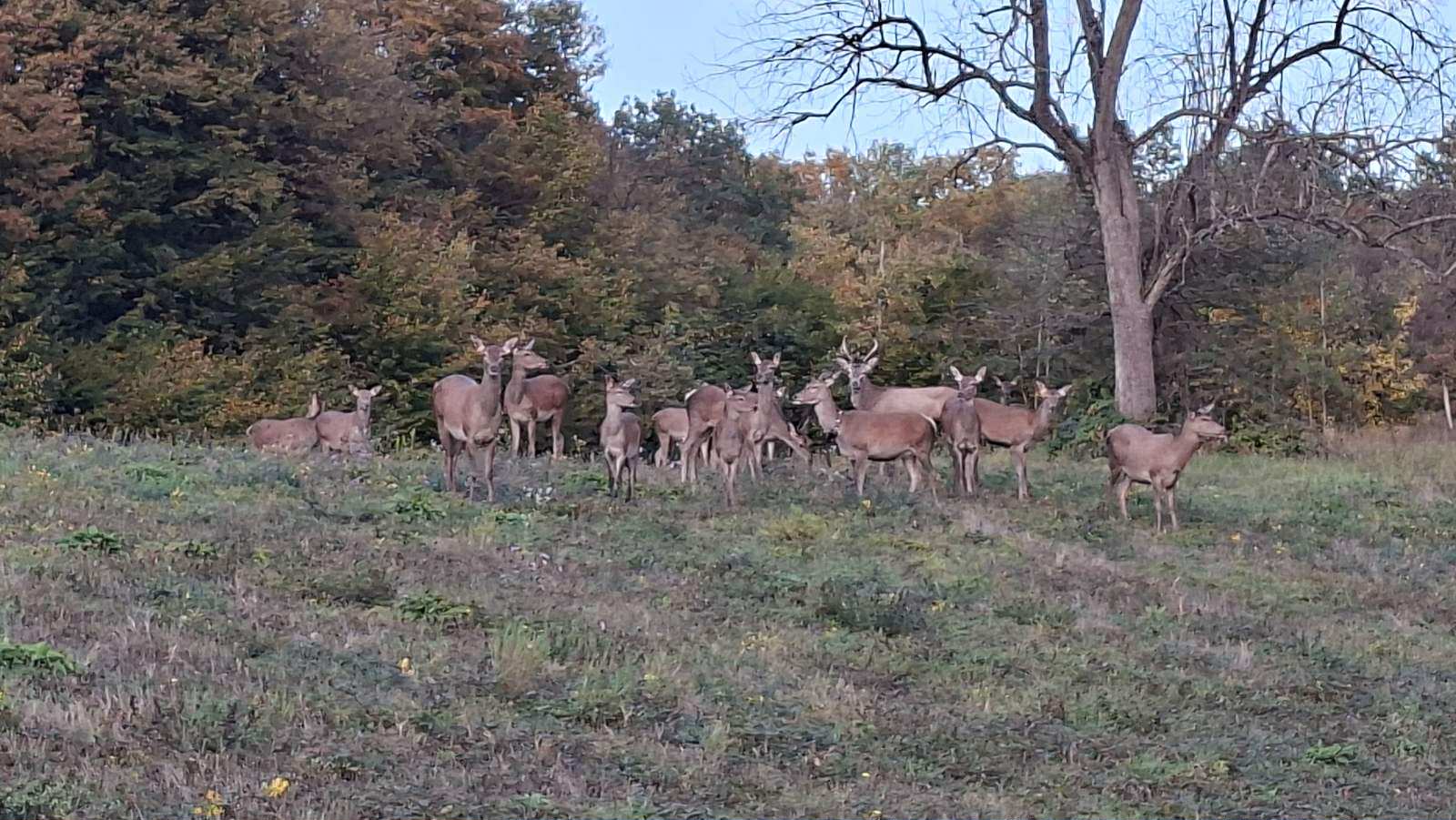 Majevica ponovo bogata jelenima – godinu dana od uspješnog povratka plemenite divljači (foto) 6 jeleni majevica2