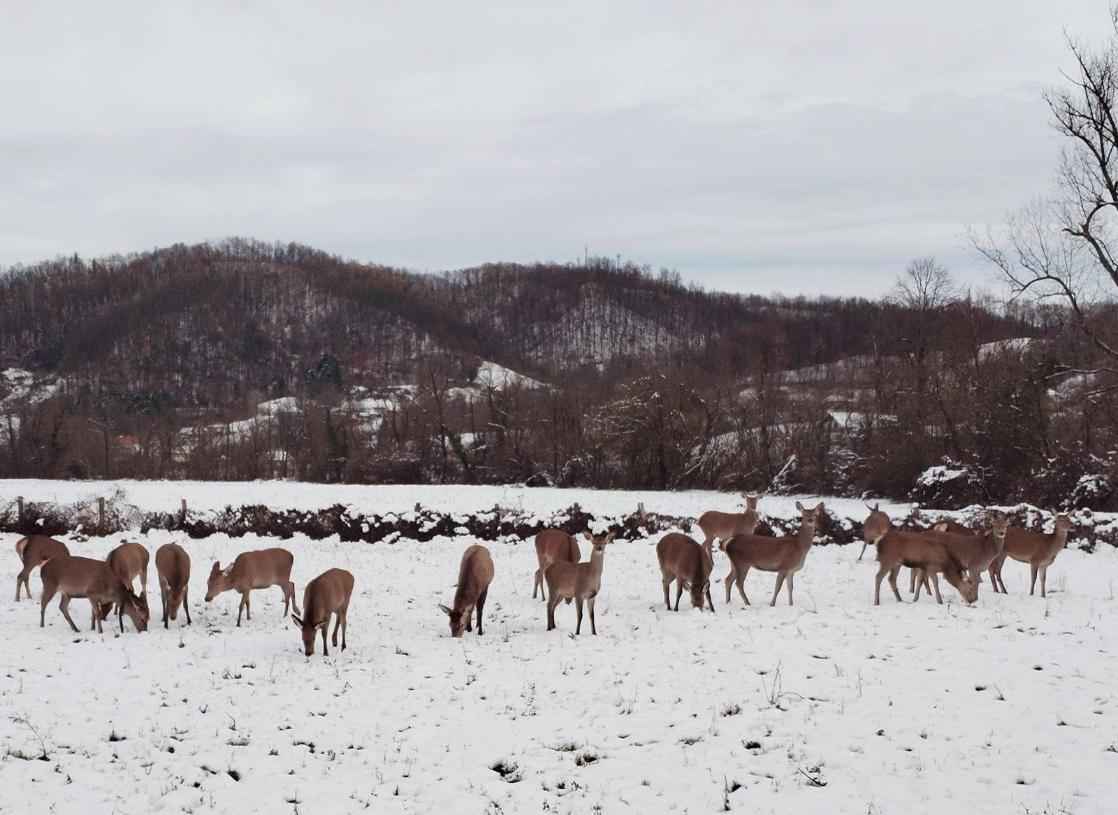 jelen majevica zima1