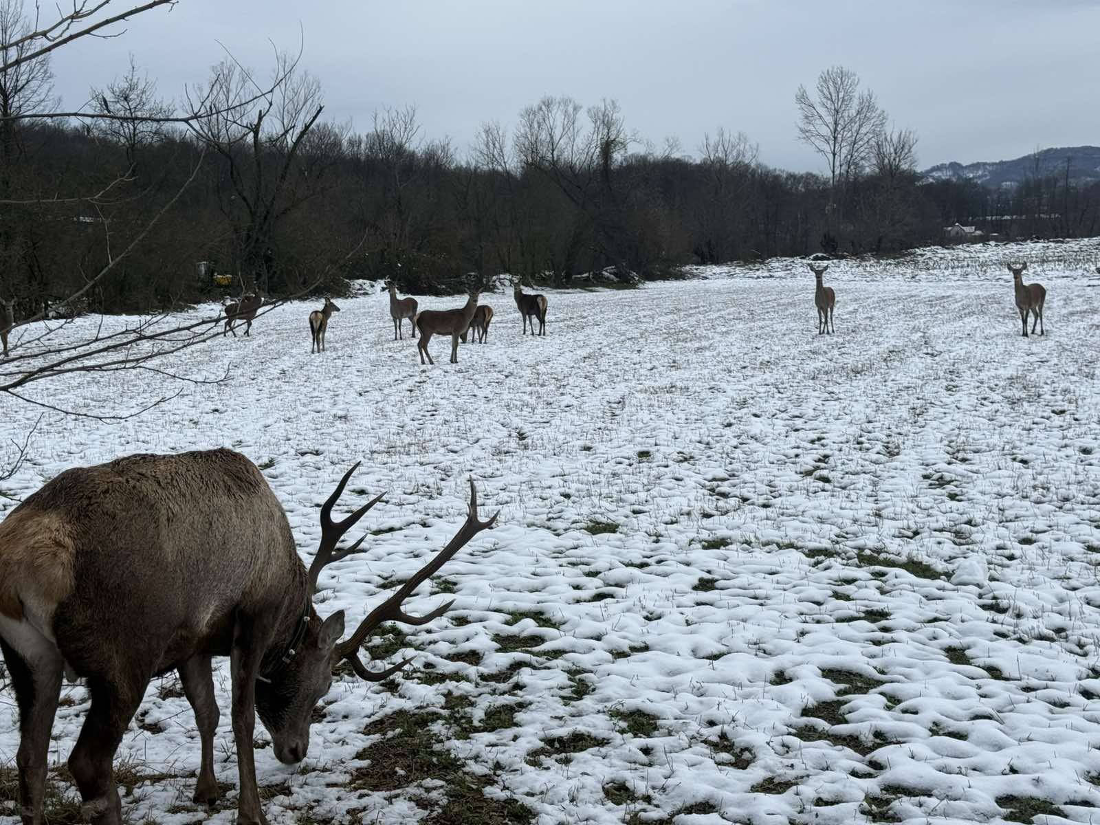 jelen majevica zima3